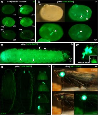 Efficient hyperactive piggyBac transgenesis in Plodia pantry moths